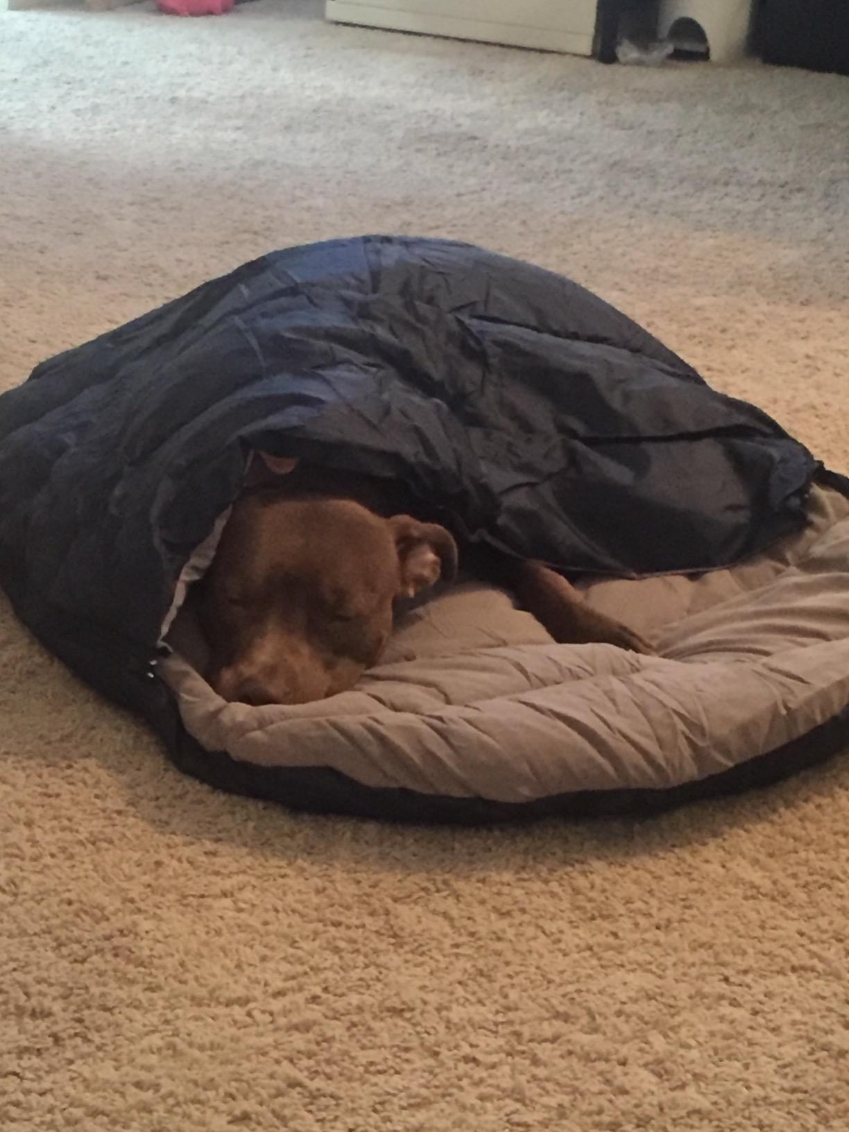 Pet Sleeping Bag - Large customer photo 1