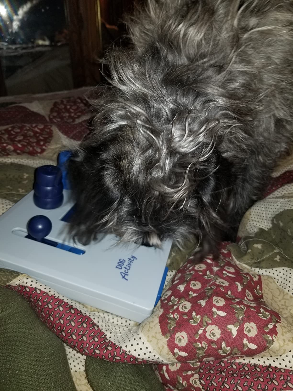 TRIXIE Poker Box 2 Dog Activity Interactive Toy, Level 3 Food Puzzle Game, Brain Teasing Treat Dispenser customer photo 1