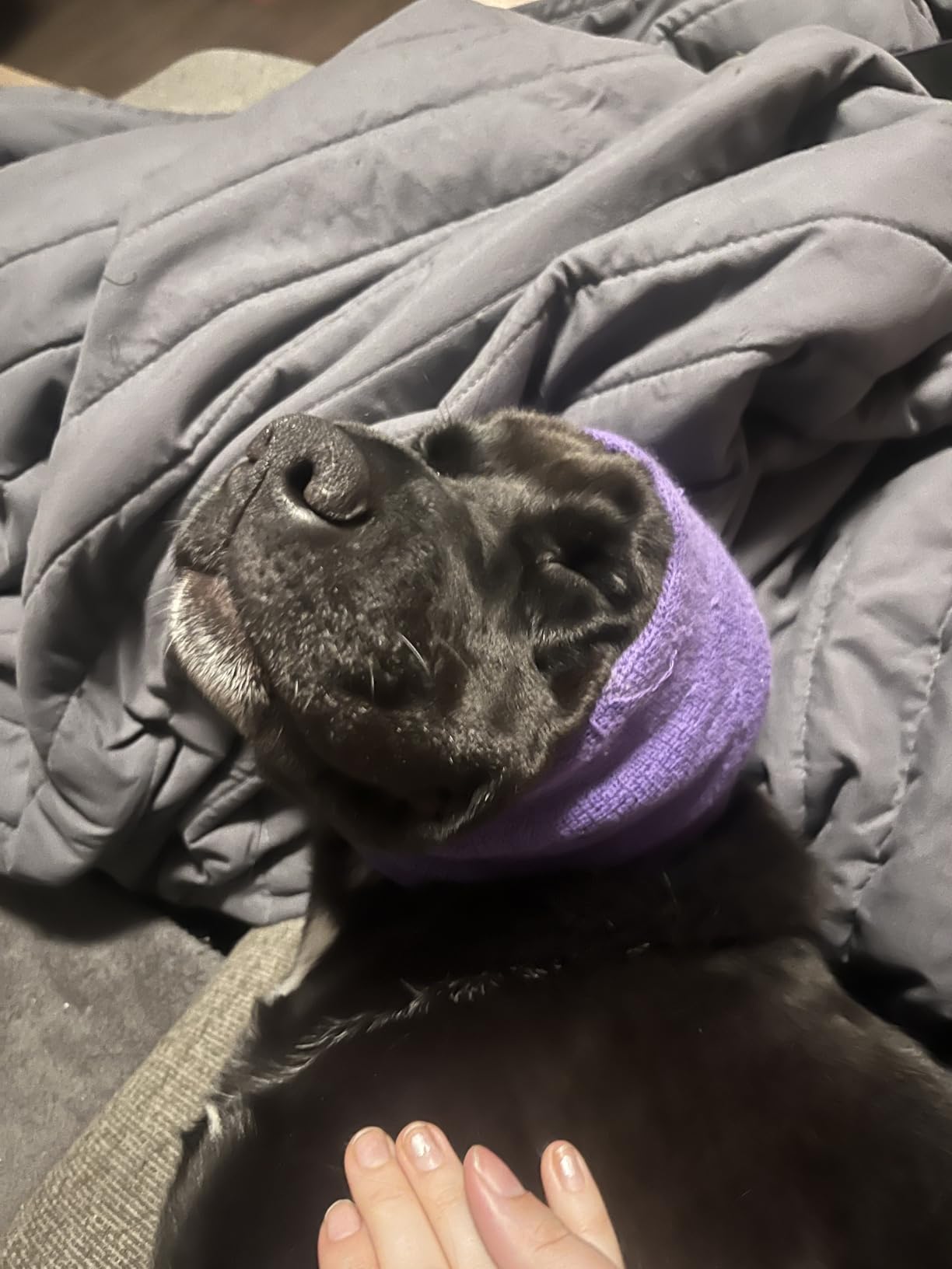Happy Hoodie The Original Dog & Cat Calming Band - Anxiety Relief/Noise Protection (Large, Black) customer photo 2