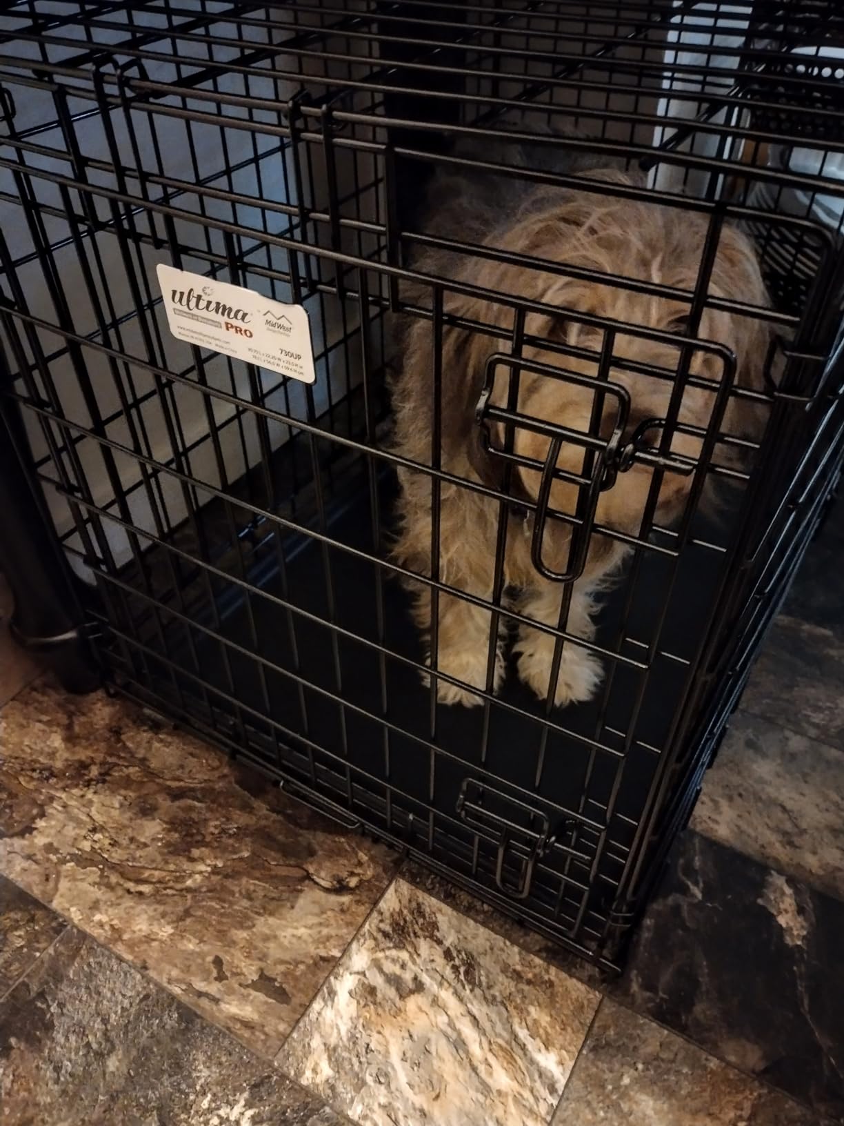 MidWest Homes for Pets Ultima Pro Heavy-Duty 48-Inch Dog Crate, Ultra-Strong Steel Double Door Pet Cage for Extra-Large Breeds, Accessories Included customer photo 2