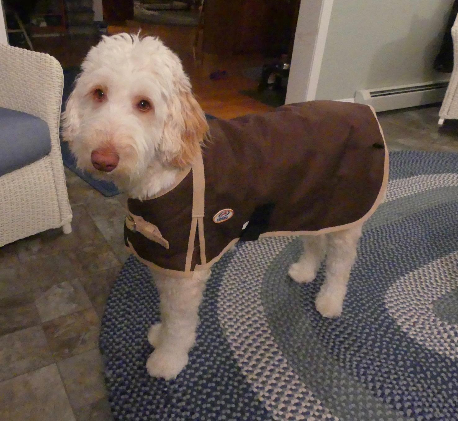 Derby Originals 1200D Winter Dog Coat Horse-Tough Ruff Pup 150G Insulation Nylon Lining 3 Layer Breathable customer photo 2