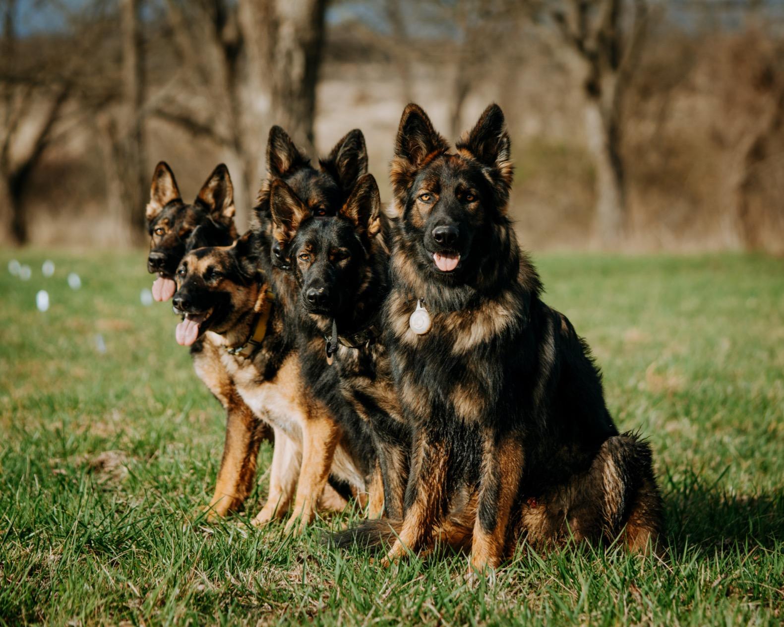PetSafe YardMax Rechargeable In-Ground Pet Fence 30% More Yard Space Covers 1/3-Acre Yard Expandable up to 5.5 Acres for Pets 5 lbs. and Up from the Parent Company of Invisible Fence Brand customer photo 2