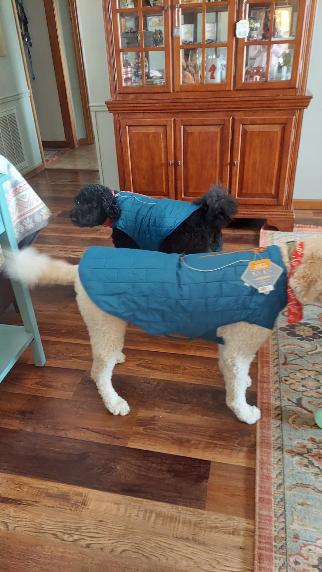 Kurgo Loft Dog Jacket - Reversible Cozy Coat for Outdoor Adventures - Water Resistant - Athletic Fit - Machine Washable Fabric - Reflective Dog Gear - Small - Coastal Blue customer photo 1