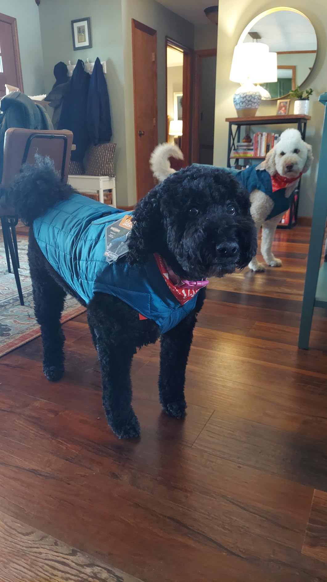 Kurgo Loft Dog Jacket - Reversible Cozy Coat for Outdoor Adventures - Water Resistant - Athletic Fit - Machine Washable Fabric - Reflective Dog Gear - Small - Coastal Blue customer photo 2
