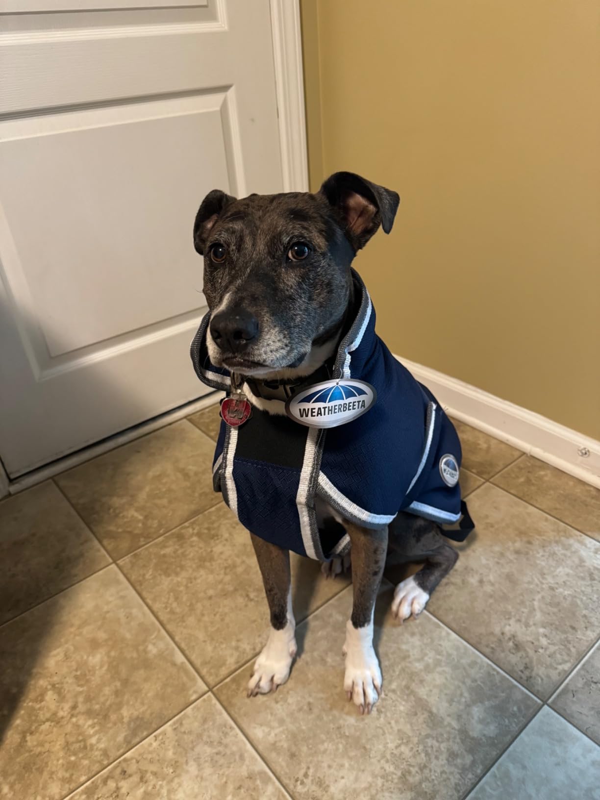 WeatherBeeta ComFiTec Parka 1200D Deluxe Dog Coat, Navy/Grey/White, 18