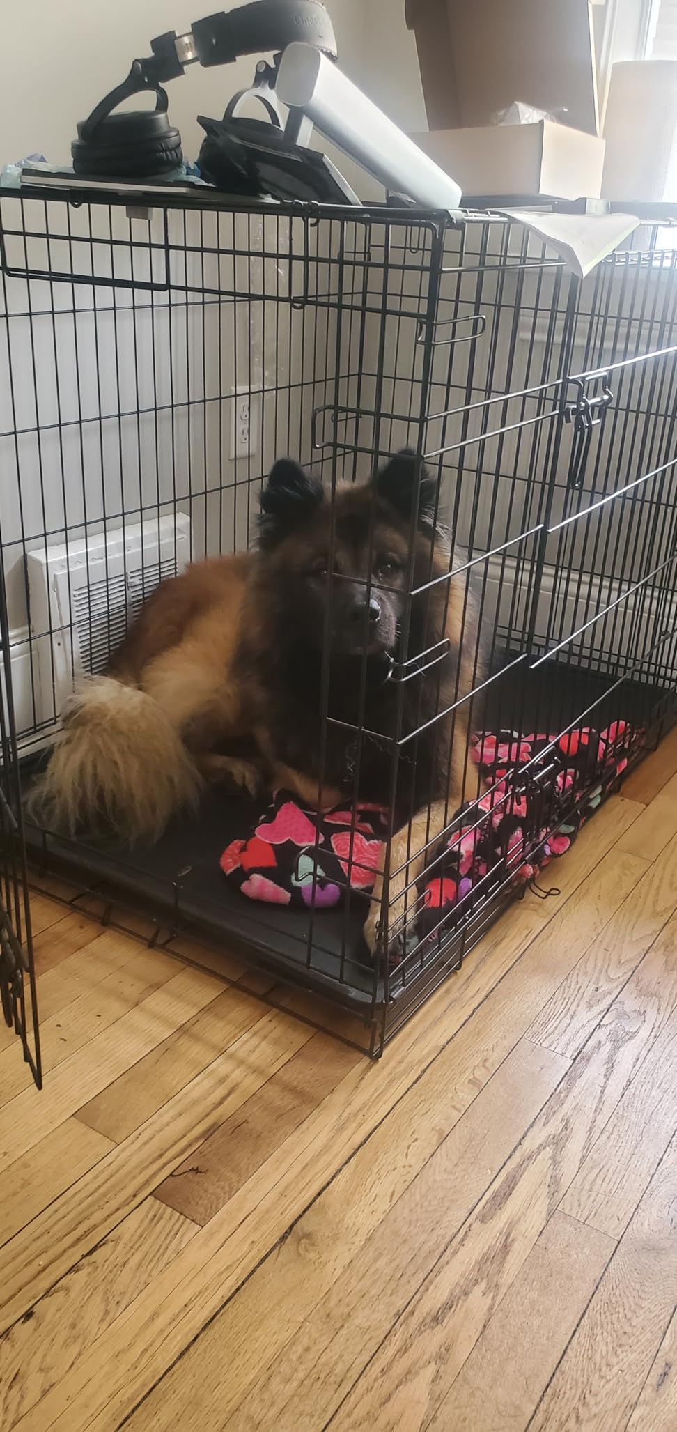 Carlson Pet Products Single Door Metal Dog Crate, Large 42