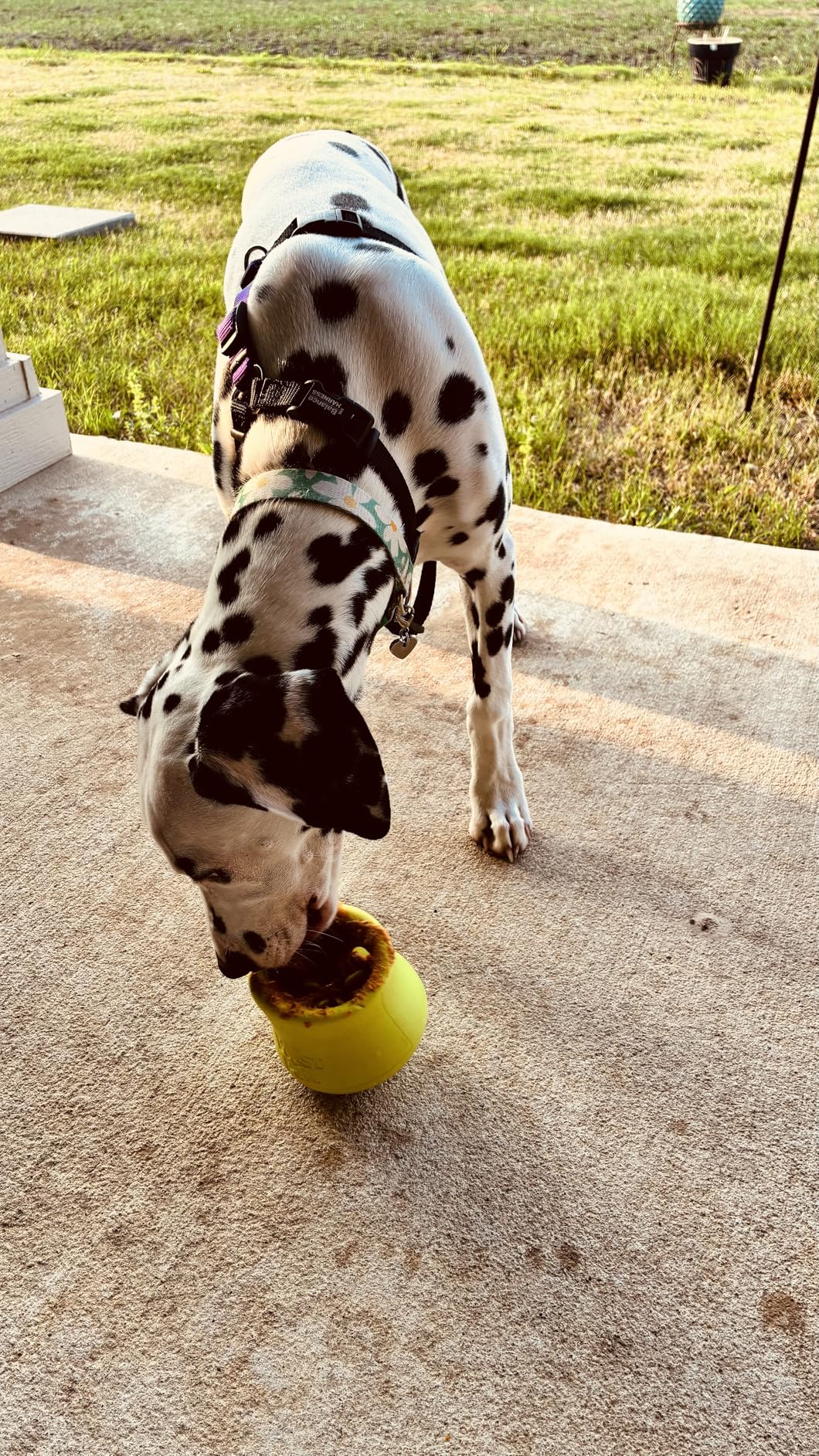 WEST PAW Zogoflex Toppl Interactive Treat Dispensing Puzzle Dog Toy for Mental Stimulation & Enrichment-Holds Kibble & Treats-Lickable, Freezable & Dishwasher Safe-Made in USA-Small-Aqua Blue customer photo 1