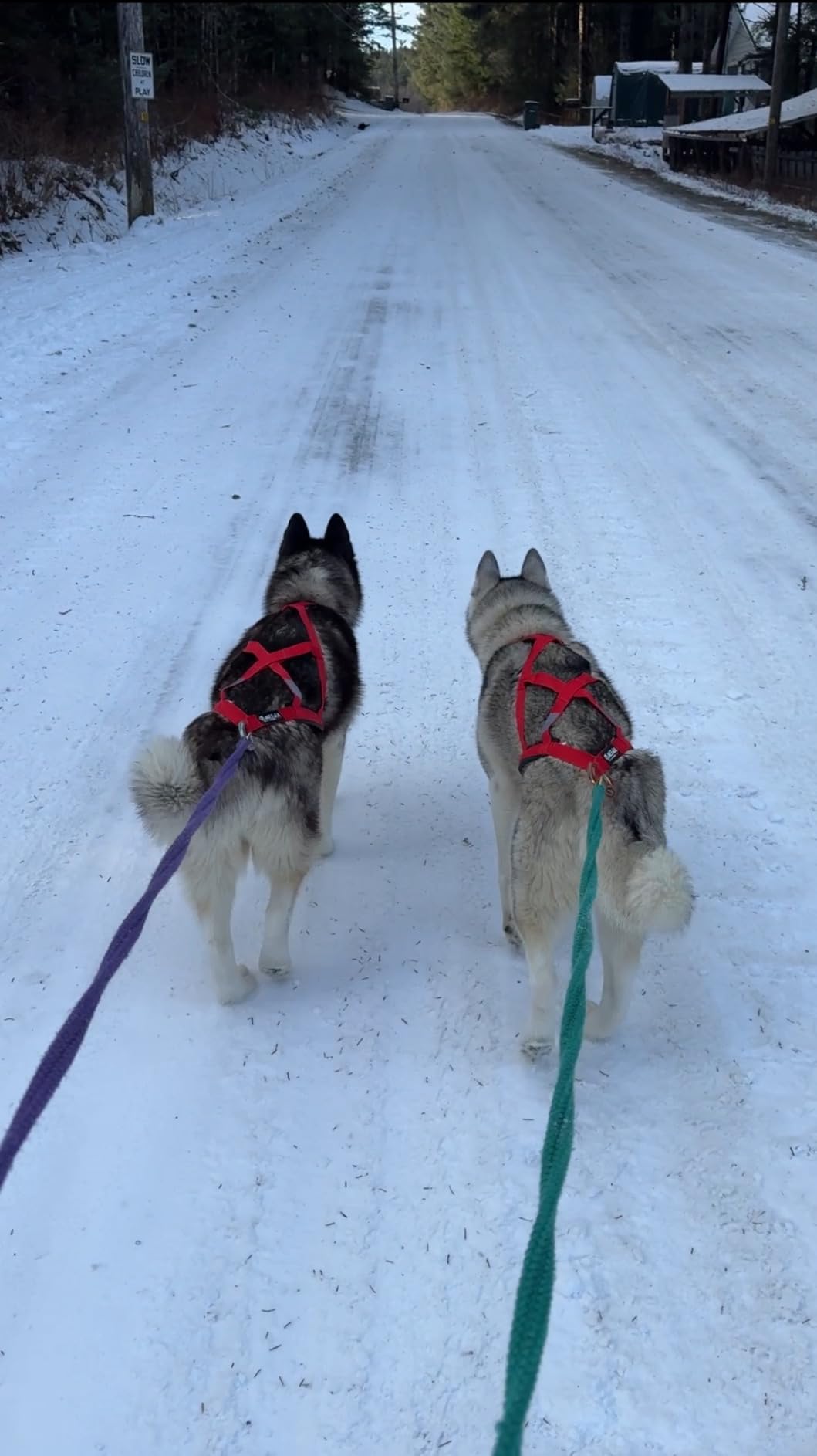 Neewa Pro Sled Dog Harness (Red, Large) customer photo 1