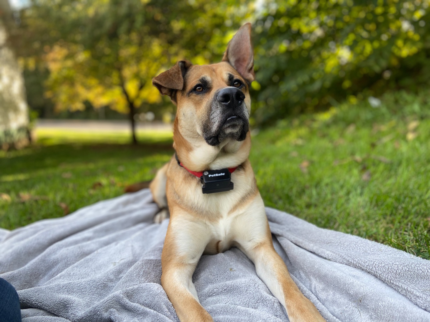 PetSafe Stubborn Dog In-Ground Pet Fence for Dogs and Cats - from The Parent Company of Invisible Fence Brand Boundary Wire Not Included Pick Your Wire Gauge Separately customer photo 2