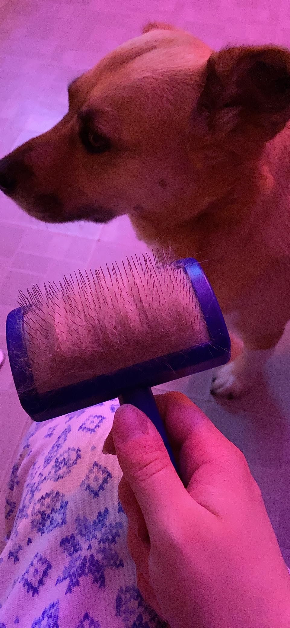 Show Tech Tuffer Than Tangles Slicker Brush for Dog Grooming with Long, Soft Pins, Medium Size, Perfect for Doodle Breeds, Angled Pins for Dematting, Remove Undercoat, Comfort Grip Handle customer photo 1