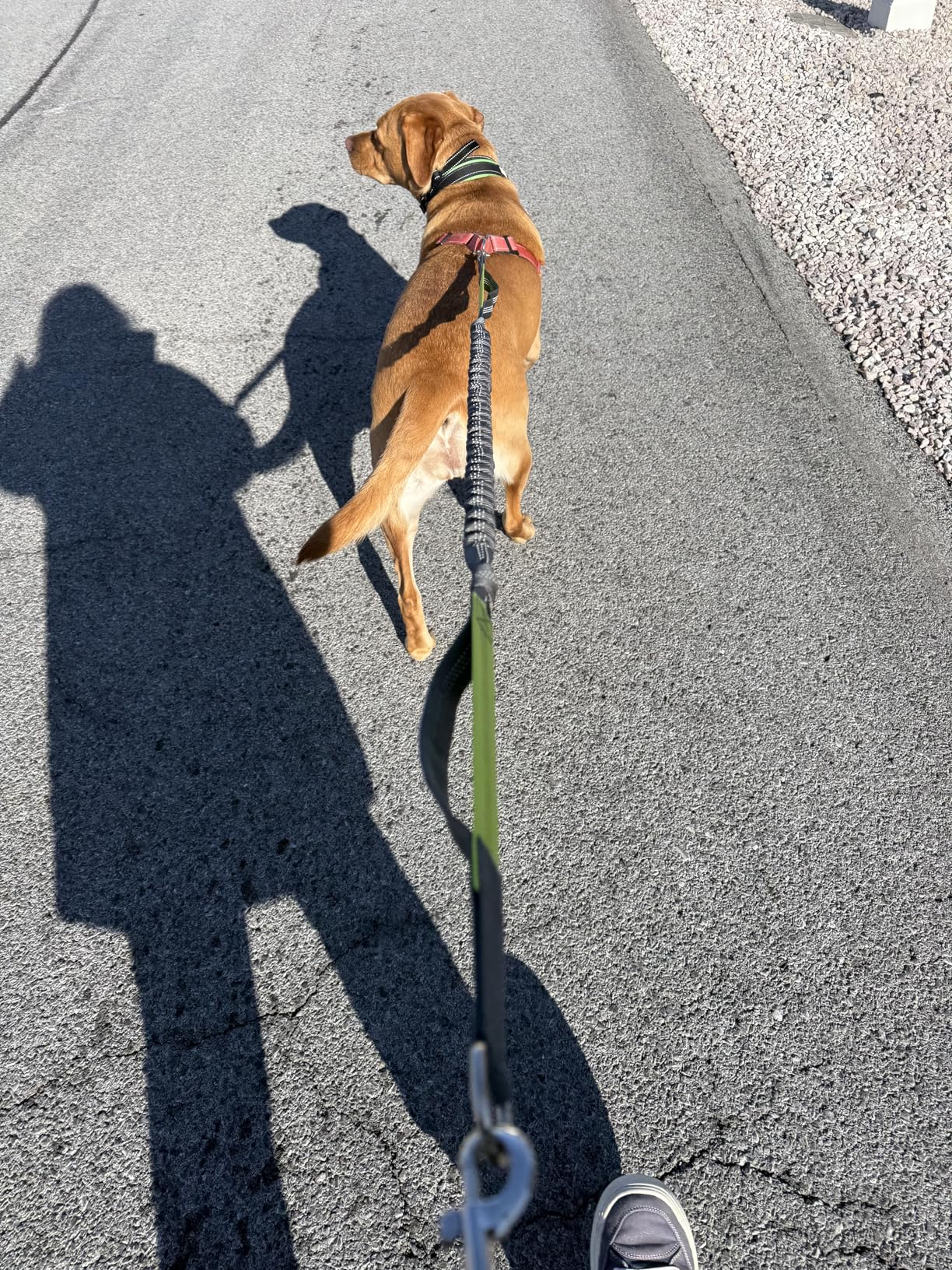Tuff Mutt Hands Free Dog Leash for Walking Running Hiking, Waist Leash with Bungee, Adjustable Belt, Reflective Double Handle Design for Large Medium Dogs customer photo 1