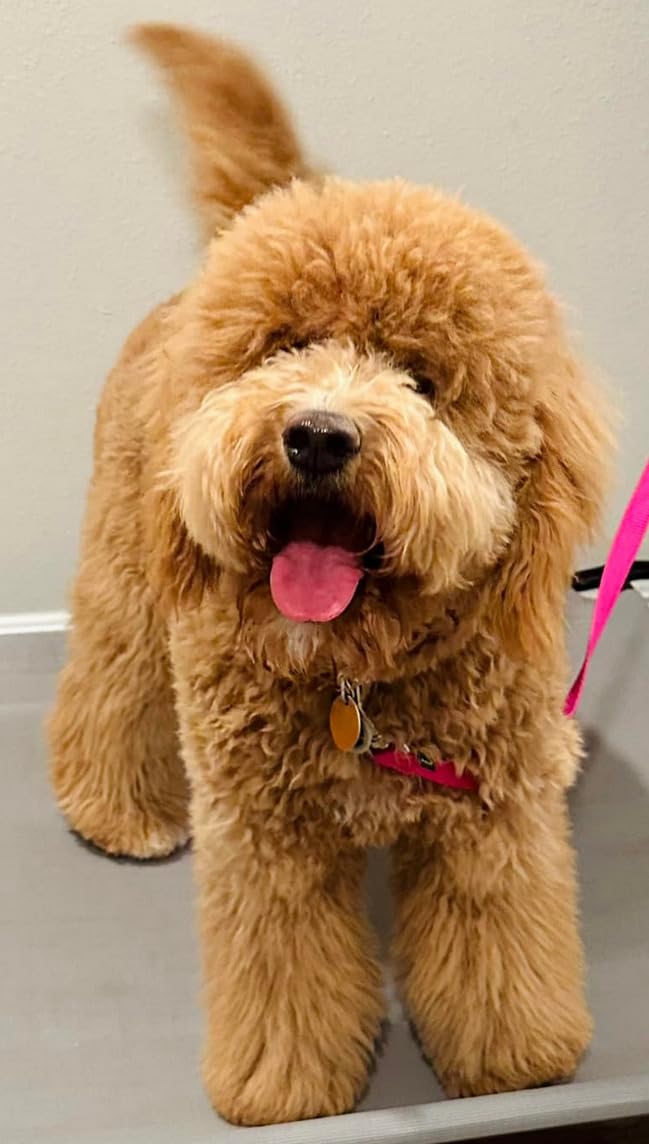 Paw Brothers Professional Grade Extra Long Slicker Brush - Ergonomic Handle, Removes Loose Undercoat and Tangles for Dogs customer photo 2
