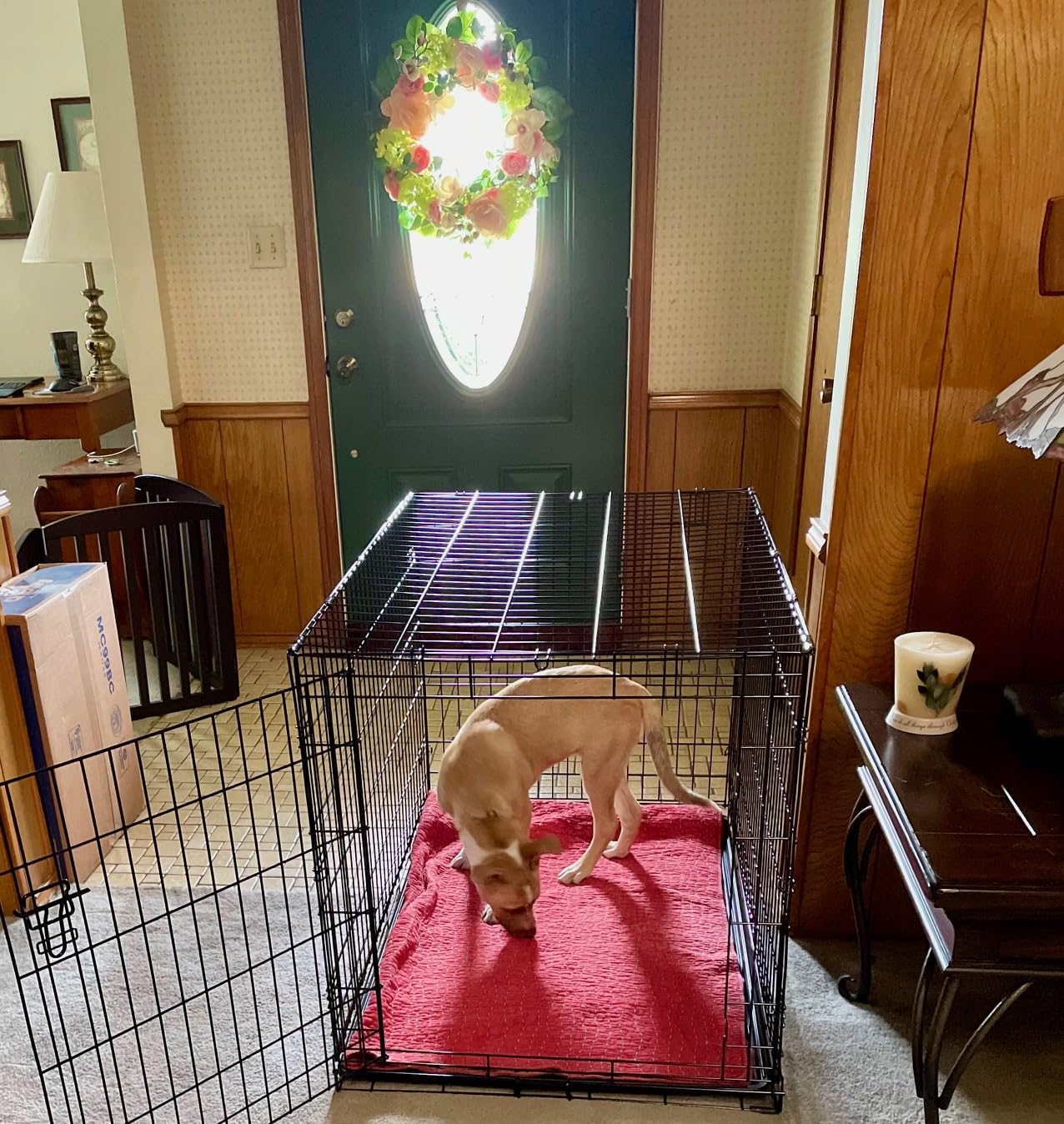 Midwest Homes for Pets 42-Inch New World Crate for Large Breeds, 71-90 lbs, Single Door Folding Dog Crate, Leak-Proof Tray & Secure Latch, Portable, Durable & Easy to Assemble customer photo 2