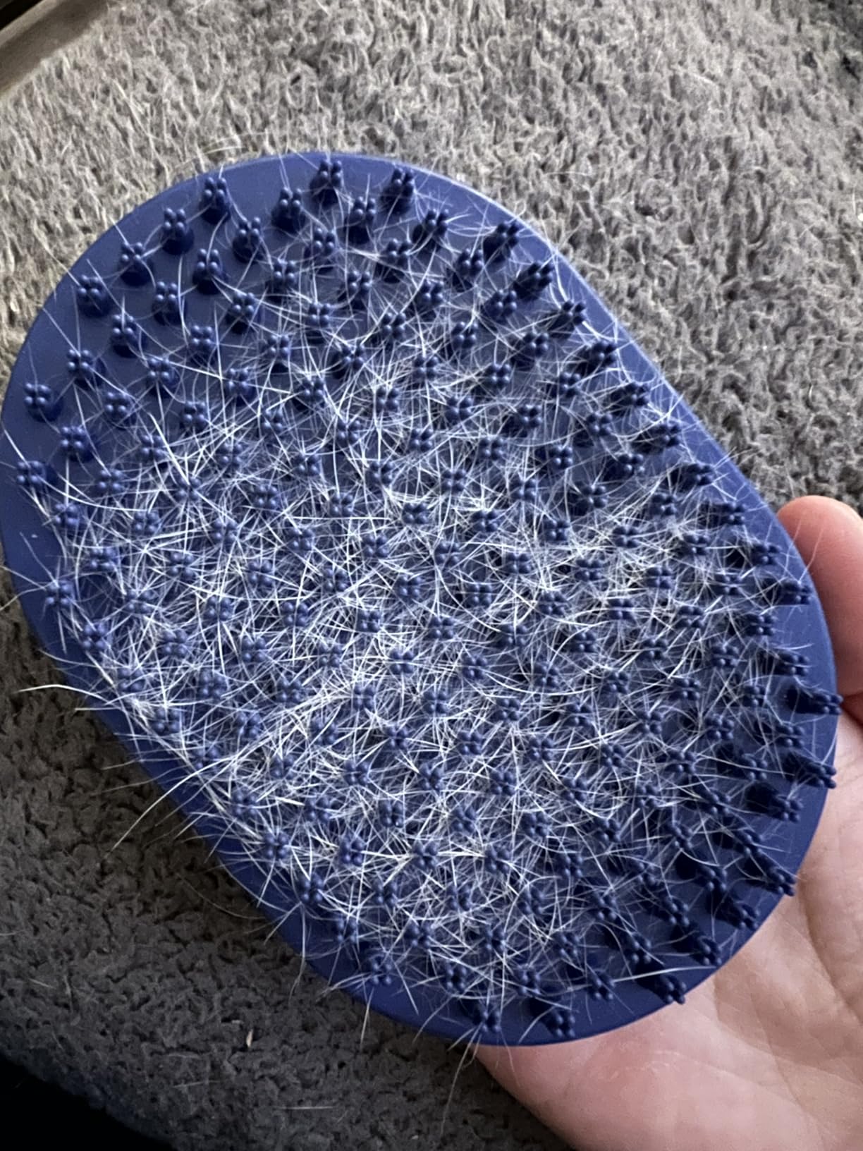 Bodhi Dog Shampoo Brush - Pet Grooming & Bath Supplies for Dogs and Cats - Bath Brush for Long & Short Hair - Premium Scrubber for Shower, Showerhead, Sprayer & Bathing (One Pack, Blue) customer photo 2