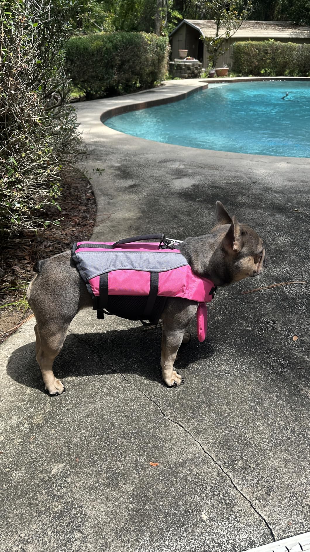 VIVAGLORY Front Float Dog Life Vest, Dog Life Jacket for Swimming & Boating, Swimming Vest with Chin Float & Handle, Ripstop & Buoyancy for Puppy Doggy, L, Bright Yellow customer photo 2