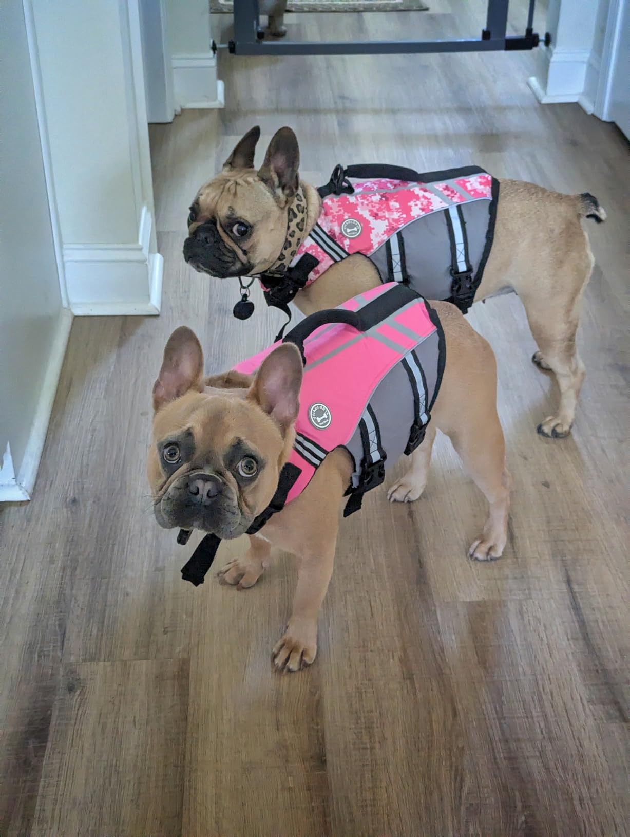 VIVAGLORY Sports Style Dog Life Vest, Dog Life Jacket for Swimming & Boating, Ripstop & Buoyancy for Puppy Doggy, Lifejacket with Handle, M, Blue customer photo 1