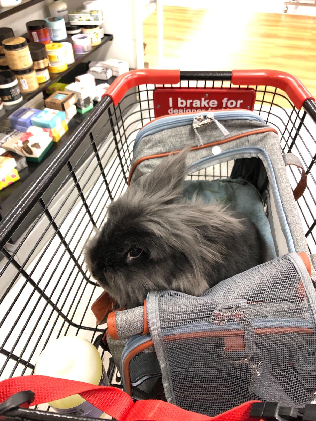 Mr. Peanut's Airline Approved Soft Sided Pet Carrier, Low Profile Gold Series Tote, Premium Brand Self Locking Zippers, Under Seat Compatibility, Plush Faux Fleece Bedding with a Sturdy Plywood Base customer photo 1