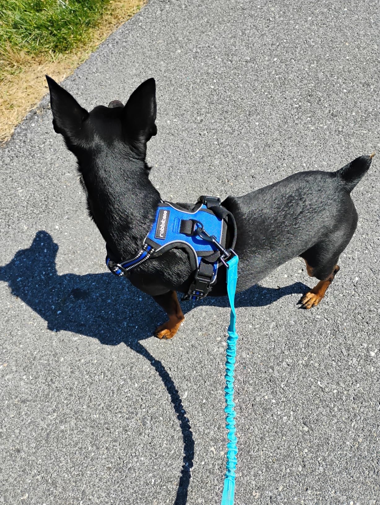 rabbitgoo Dog Harness No Pull with 2 Leash Clips, Adjustable Soft Padded, Reflective Oxford No Choke Pet Vest with Easy Control Handle for Small Dogs, Black, S customer photo 2