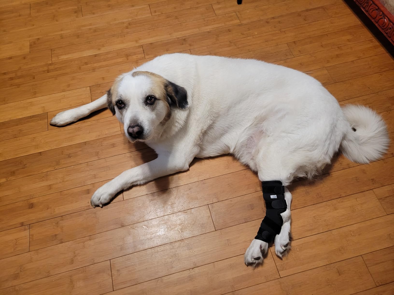 Dog Rear Leg Hock Joint Compression Wrap - Supportive Brace for Weak Back Legs, ACL Tear, and Joint Discomfort - Adjustable Hind Leg Support for Senior Dogs - Medium customer photo 1