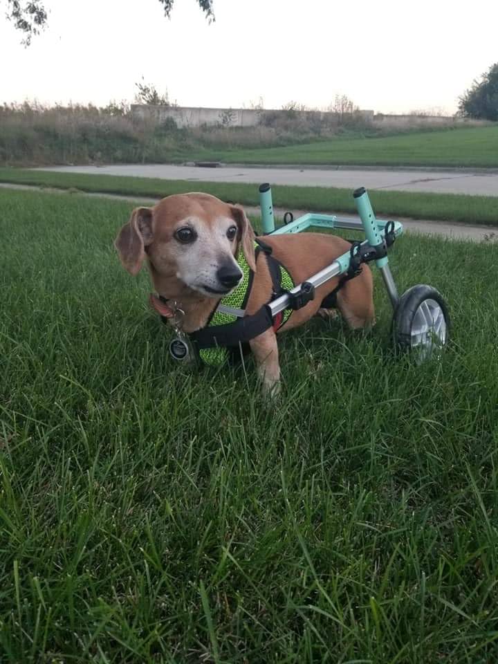 Walkin' Wheels Small Dog Wheelchair, Lightweight Dog Wheelchair for Back Legs, 15-25 lbs, for 6-8 inches Leg Height - Blue customer photo 1