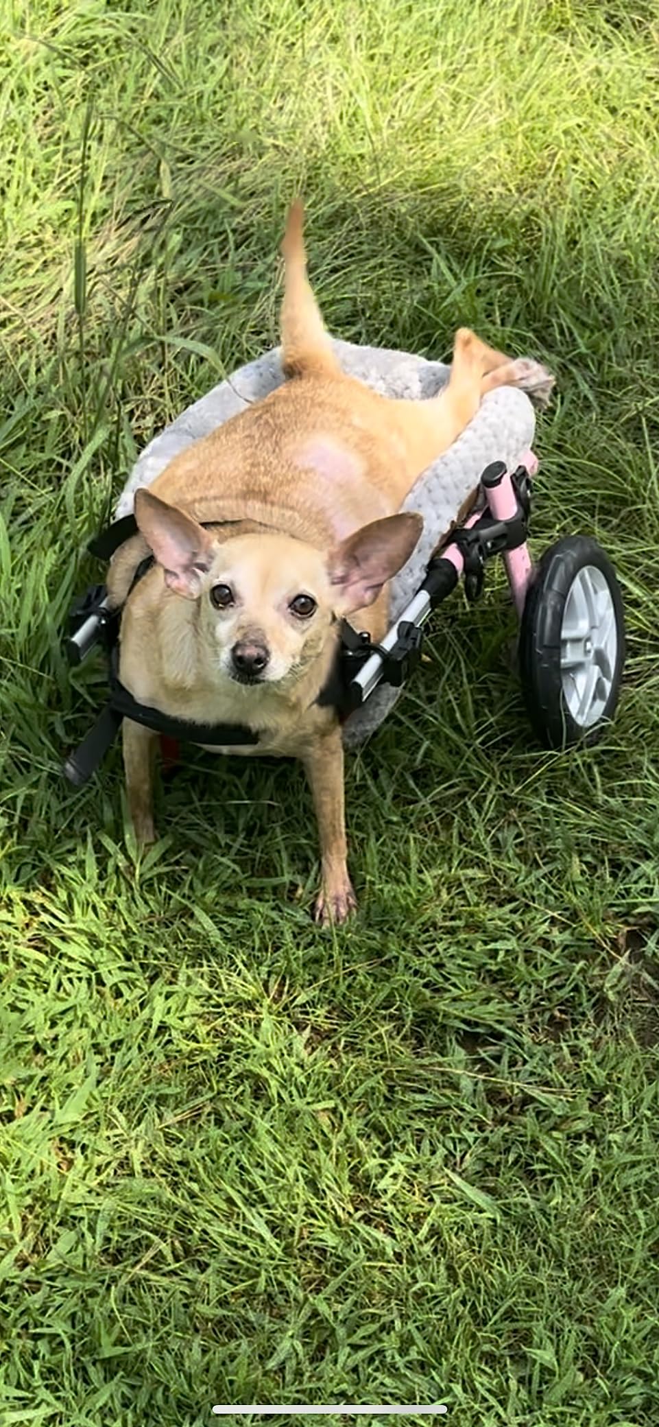 Walkin' Wheels Small Dog Wheelchair, Lightweight Dog Wheelchair for Back Legs, 15-25 lbs, for 6-8 inches Leg Height - Blue customer photo 2