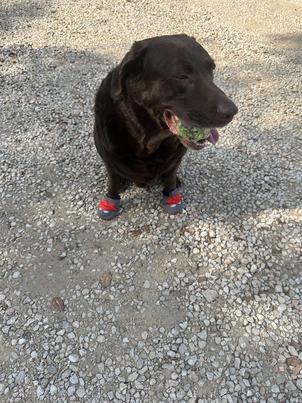 Ruffwear Grip Trex Dog Shoes, Non-Slip Boots for Hot Pavement & Snow, Weatherproof Paw Protection with Breathable Mesh, Rugged Sole for Hiking customer photo 2
