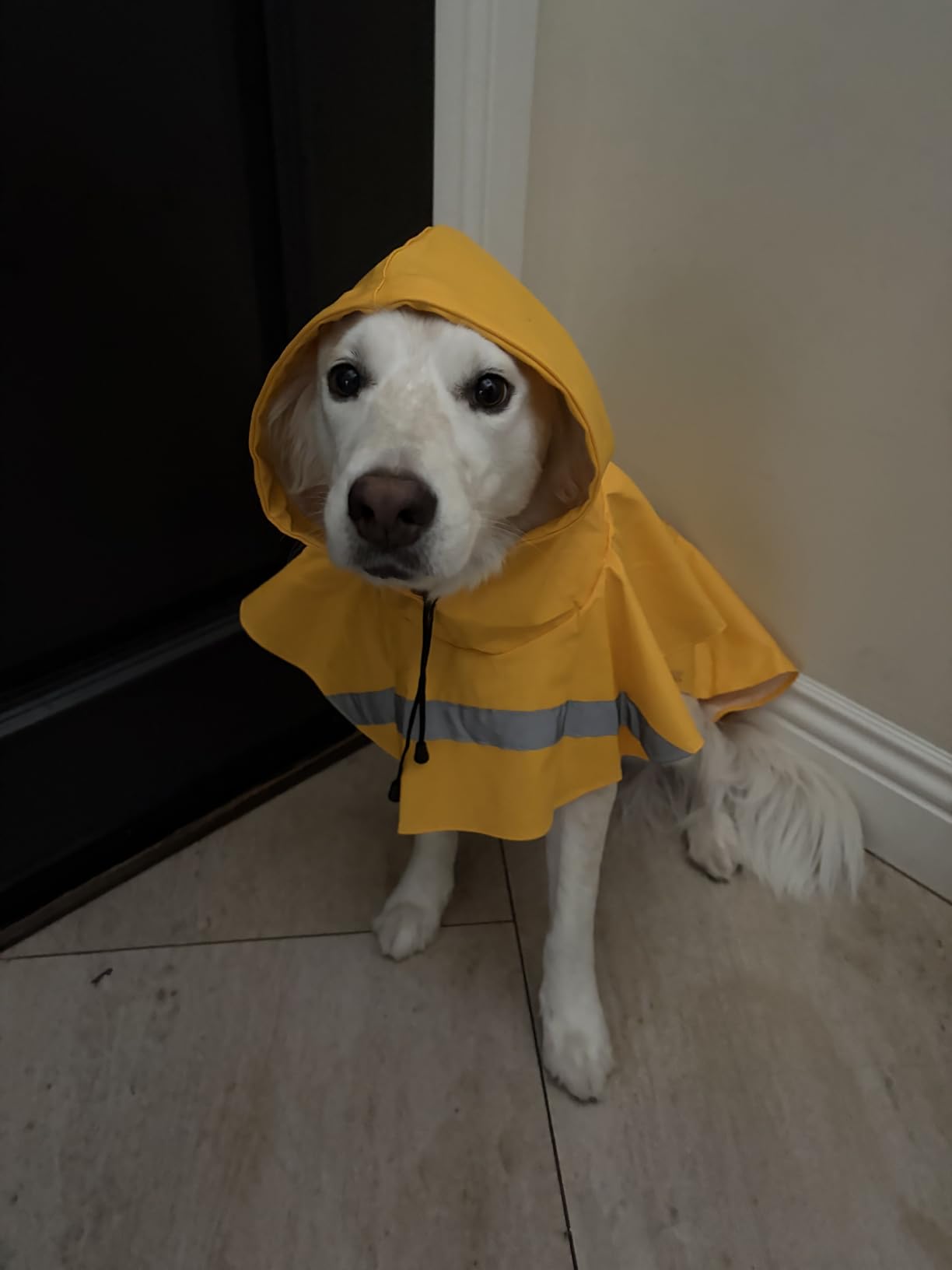 NACOCO Large Dog Raincoat Adjustable Pet Water Proof Clothes Lightweight Rain Jacket Poncho Hoodies with Strip Reflective (XL, Yellow) customer photo 2