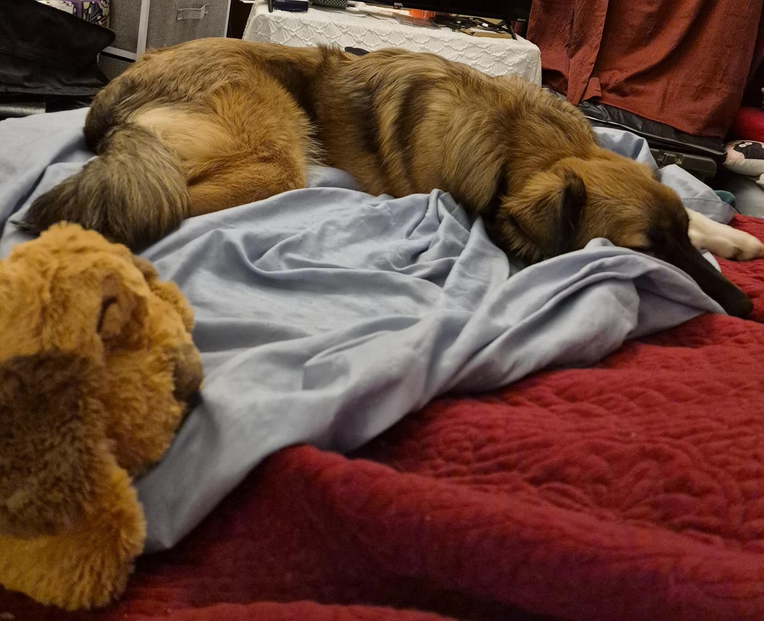 Snuggle Puppy Original Heartbeat Puppy Toy with Real-Feel Pulse & Heat Pack, Calming Sleep Aid for Puppy Anxiety, Crate Training, First Nights & New Puppy Transition - Biscuit customer photo 1
