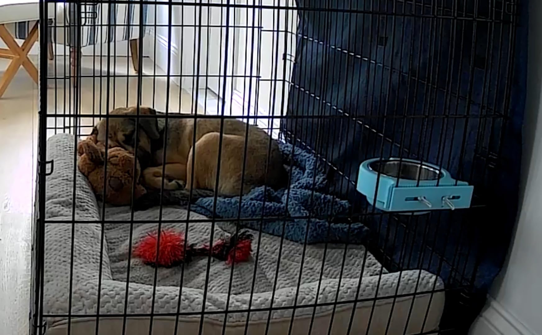 Snuggle Puppy Original Heartbeat Puppy Toy with Real-Feel Pulse & Heat Pack, Calming Sleep Aid for Puppy Anxiety, Crate Training, First Nights & New Puppy Transition - Biscuit customer photo 2