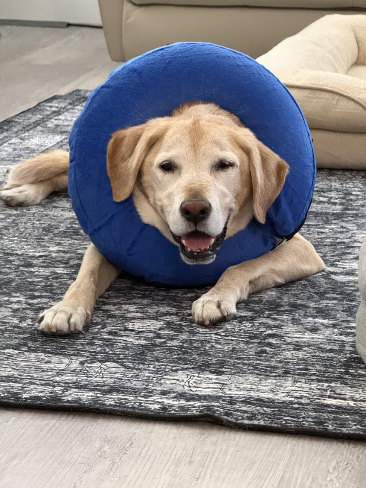 BENCMATE Inflatable Dog Cone Collar Alternative After Surgery Large, Blue | Soft Dog Cone for Small Medium Large Dogs and Cats, Doggie Neck Donut Recovery ECollar to Stop Licking Pets from Injury customer photo 1