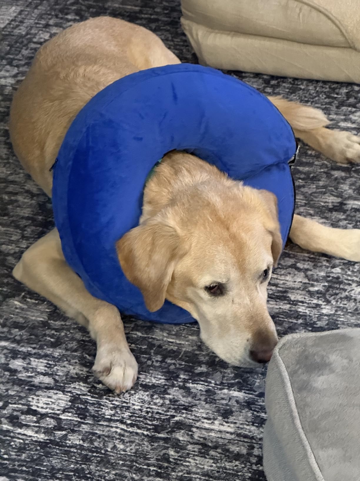 BENCMATE Inflatable Dog Cone Collar Alternative After Surgery Large, Blue | Soft Dog Cone for Small Medium Large Dogs and Cats, Doggie Neck Donut Recovery ECollar to Stop Licking Pets from Injury customer photo 2