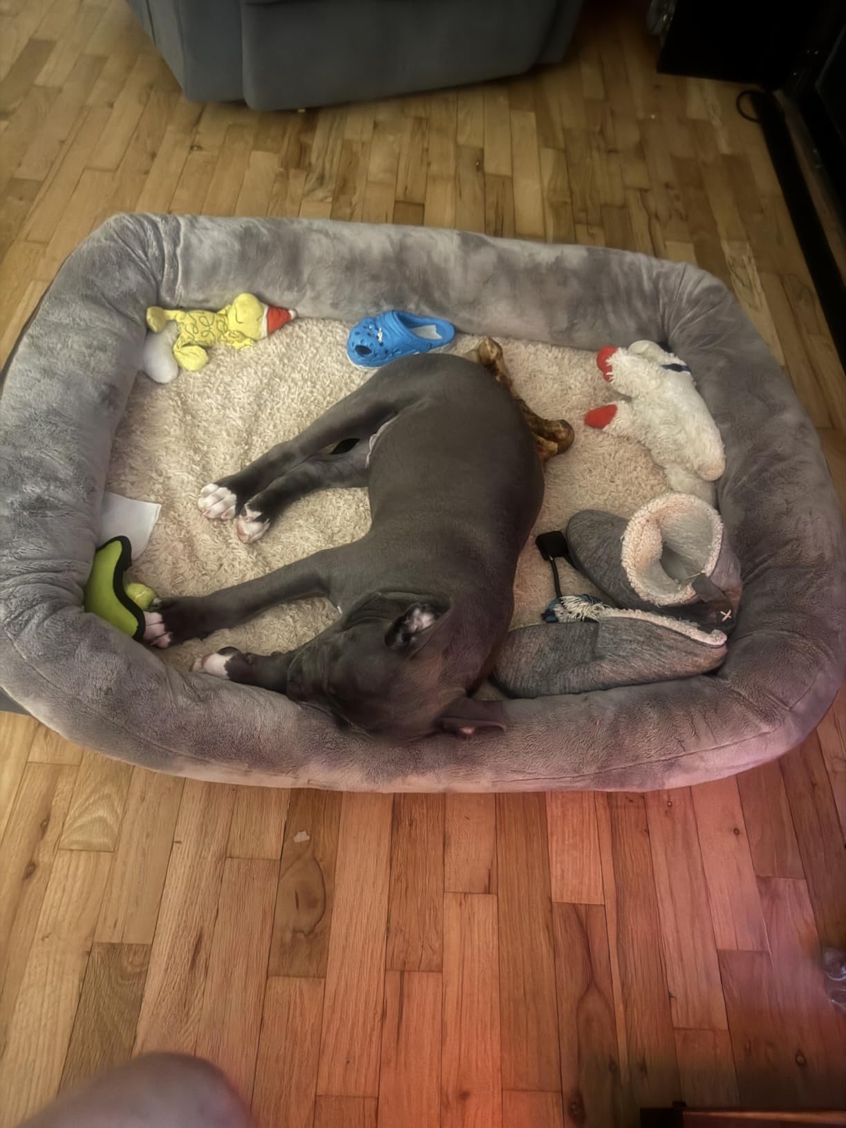 JOYELF Memory Foam Dog Bed Small Orthopedic Dog Bed & Sofa with Removable Washable Cover and Squeaker Toy as Gift customer photo 1