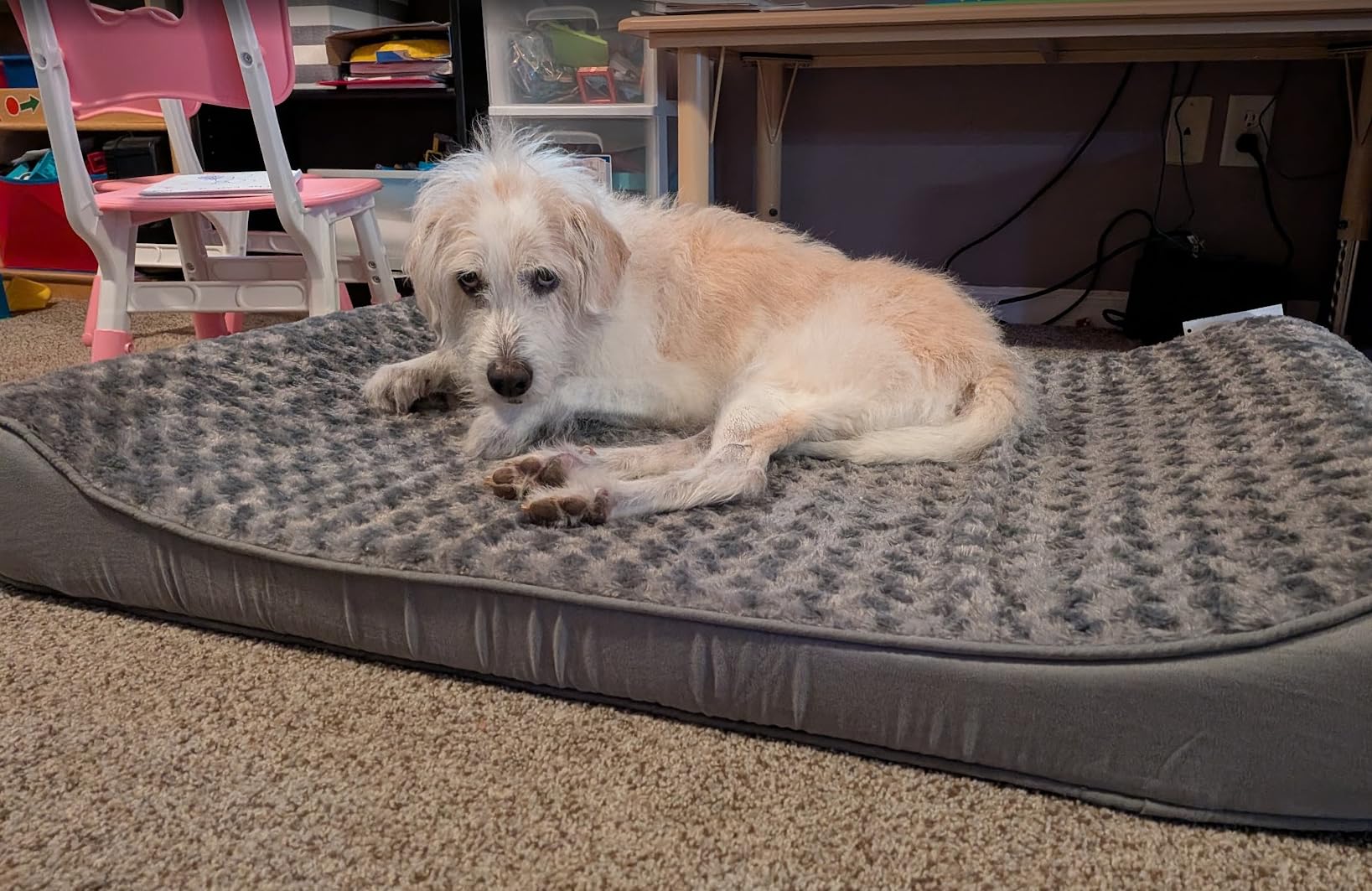 FurHaven Orthopedic Dog Bed for Large Dogs, Luxe Lounger Contour Mattress with Solid Orthopedic Foam, Jumbo XL, Gray customer photo 2