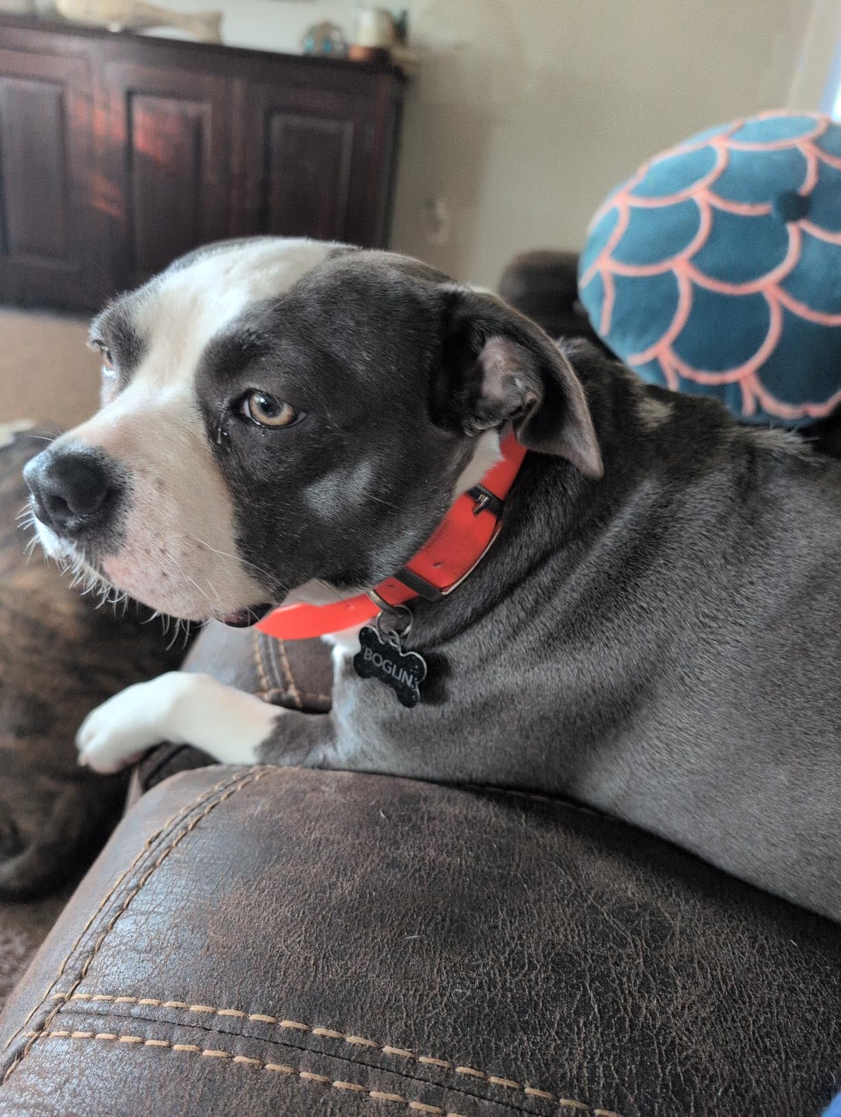 Regal Dog Products Medium Orange Dog Collar with Heavy Duty Double Buckle & D Ring | Vinyl Coated, Custom Fit, Adjustable Biothane Dog Collar Chew Resistant Waterproof Center-Ring Collar for Dogs customer photo 2