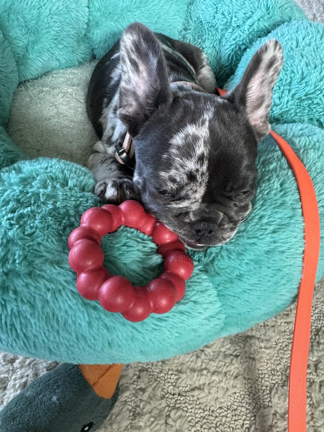 KONG Ring - Natural Rubber Ring Toy for Healthy Chewing Habits - Chew Toy Supports Dog Dental Health - Dog Toy Supports Instincts During Playtime - for Small/Medium Dogs customer photo 2