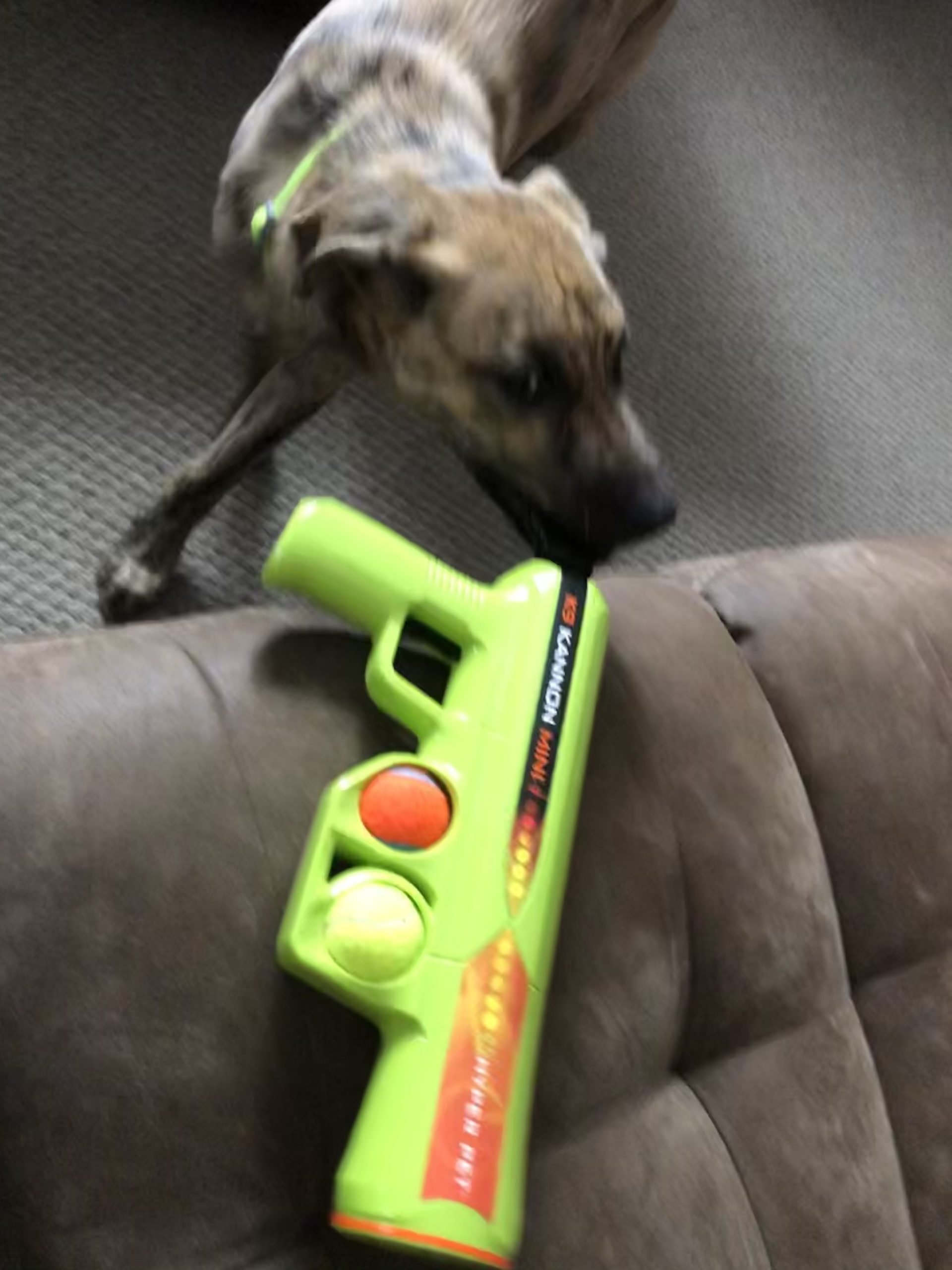 Hyper Pet MINI K9 Kannon Dog Ball Thrower Launcher for Small Dogs (Small Breeds Up To 20 Pounds), Includes 1 Hyper Pet 2 Inch Tennis Ball customer photo 2