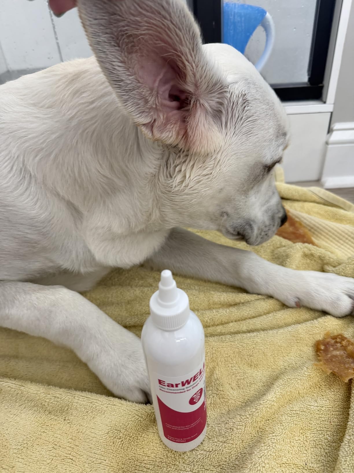 VetWELL Ear Cleaner for Dogs and Cats - Cucumber Melon - 8 oz | Otic Ear Solution for Pets to Help Manage Odor and Reduce Wax Build Up customer photo 1
