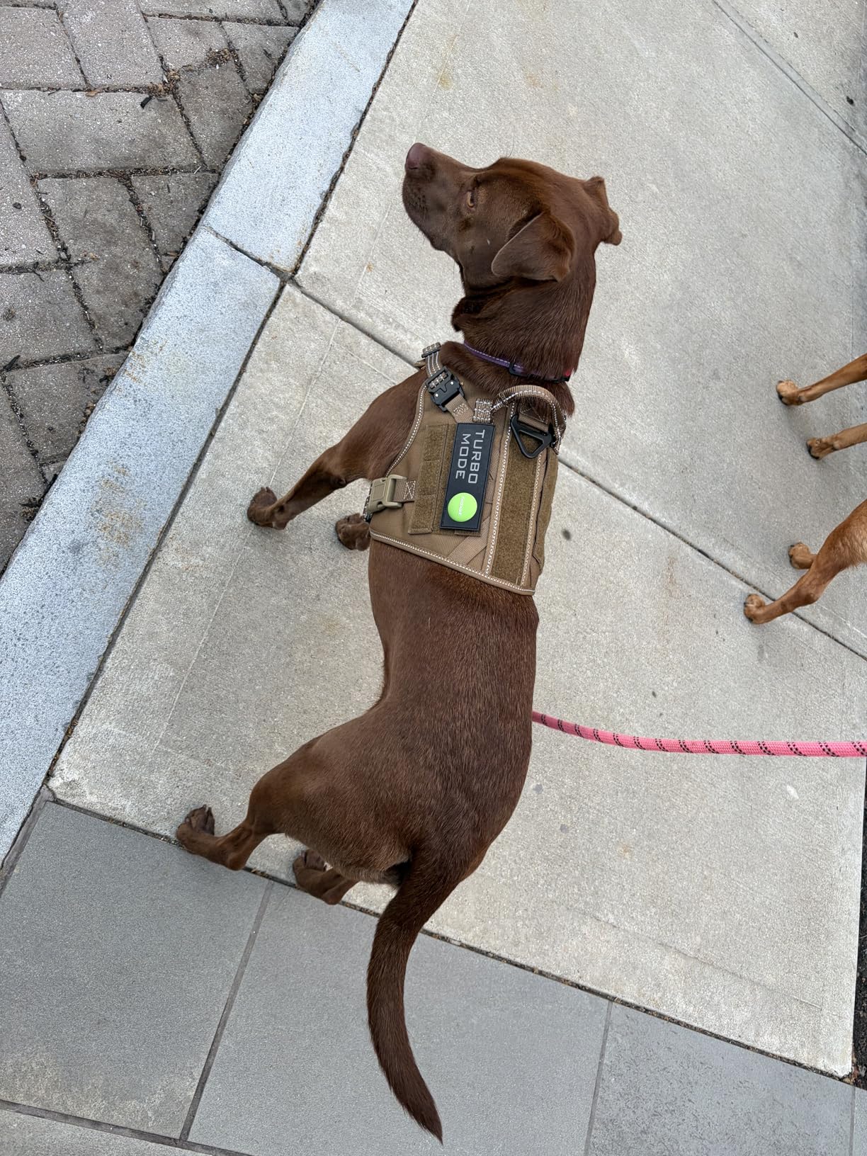ICEFANG Tactical Dog Harness, Large Size, 2X Metal Buckle, Working Dog MOLLE Vest with Handle, No Pulling Front Leash Clip, Hook and Loop Panel (Brown, L) customer photo 2