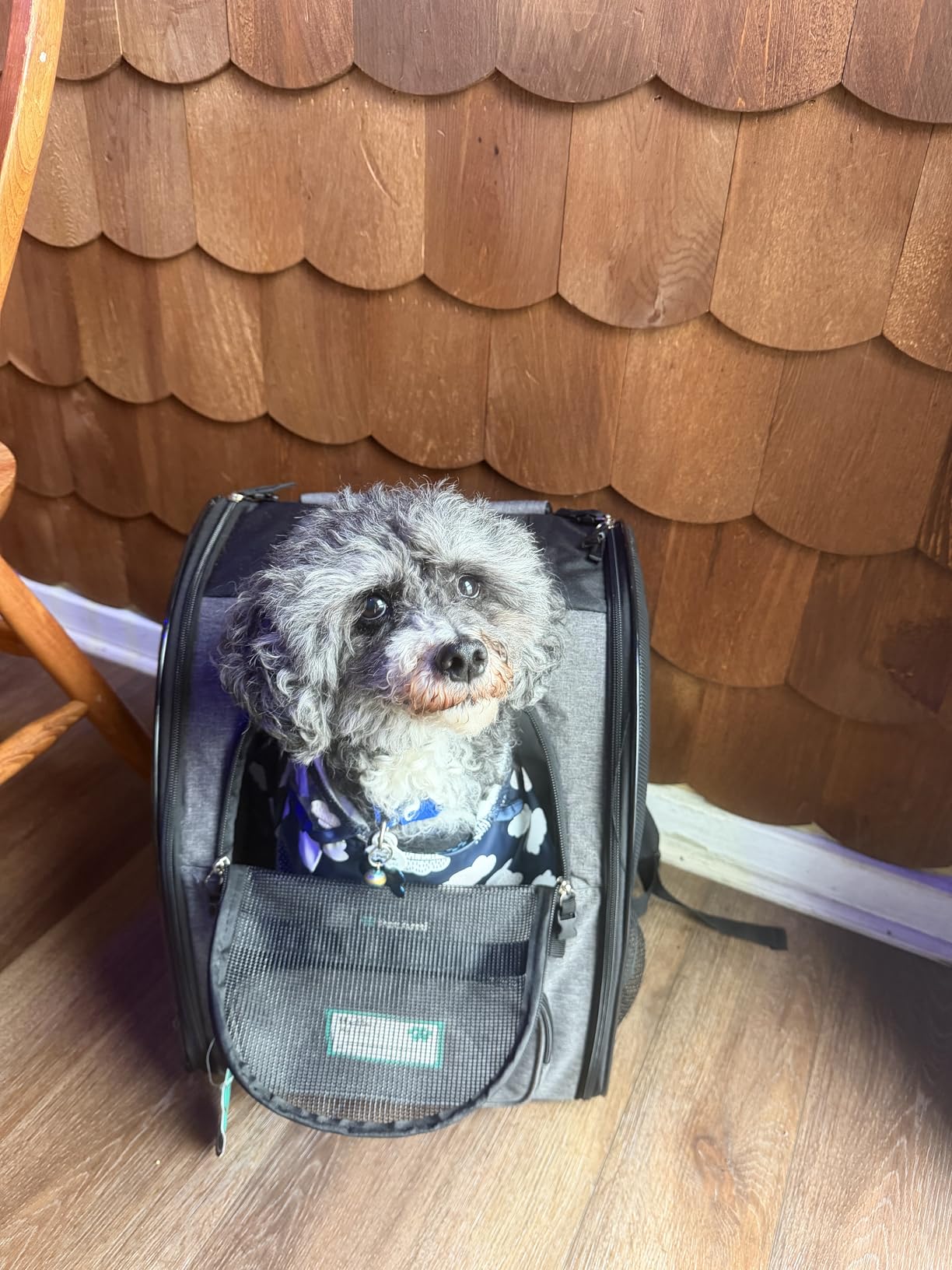 PetAmi Dog Backpack Carrier for Small Large Cat, Pet, Puppy, Ventilated Pet Hiking Backpack Travel Bag, Airline Approved Cat Backpack Carrier, Camping Biking Dog Bag Up to 18lbs Pet, Grey customer photo 1