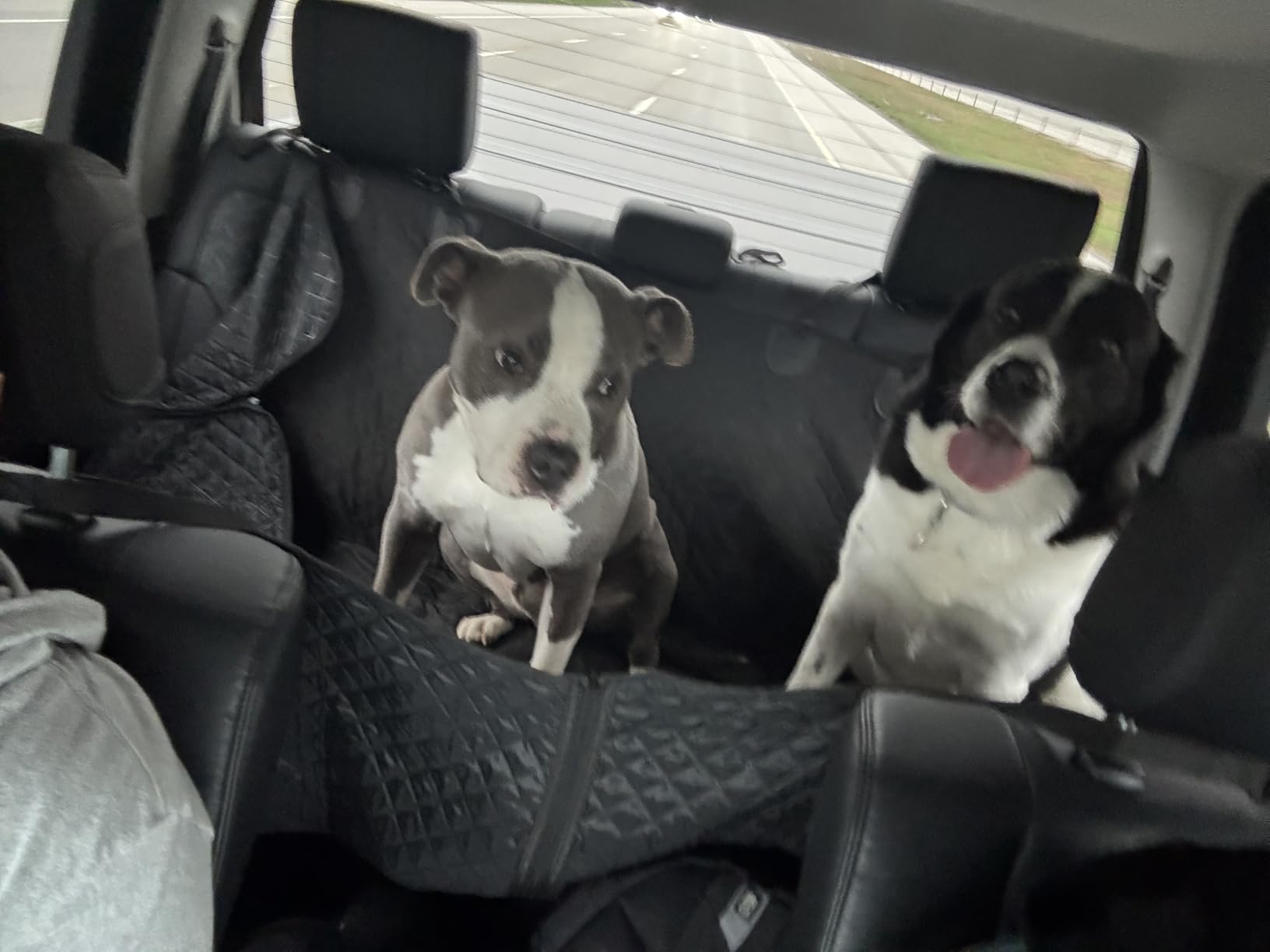 Vailge Dog Car Seat Cover for Back Seat, 100% Waterproof Scratch Proof Nonslip Back Seat Pet Cover for Dogs, 600D Heavy Duty Dog Hammock for Back Seat Car Trucks SUV customer photo 1