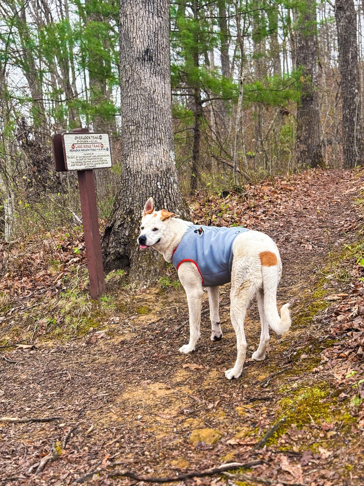 SGODA Dog Cooling Vest Harness Cooler Jacket Grey Green X-Small customer photo 1