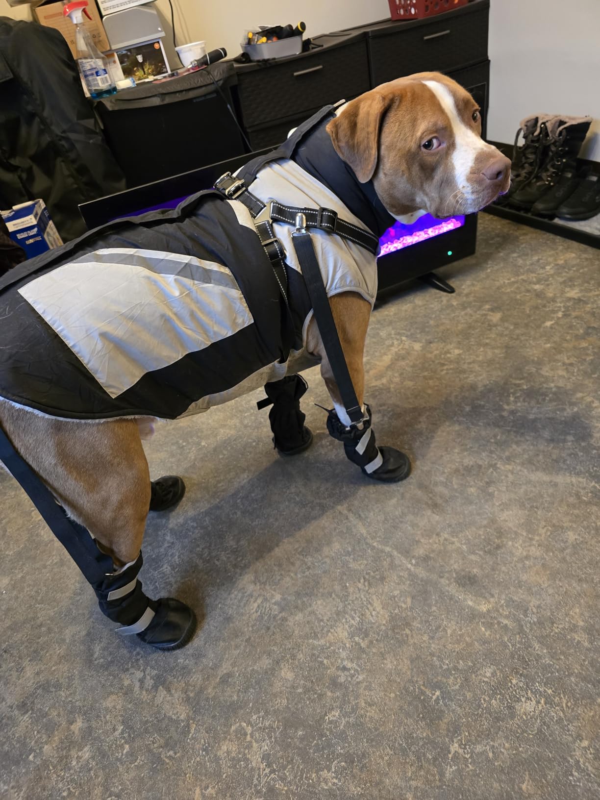 Hipaw Waterproof Dog Boots for Winter Snow Rain, Non-Slip Dog Shoes with Extended Cuff Paw Protectors customer photo 1