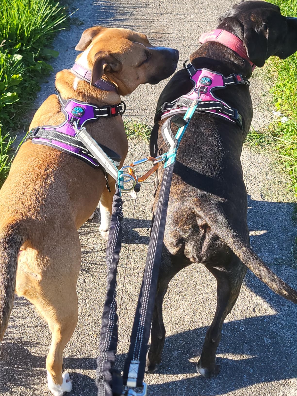 PHOEPET Reflective Dog Harness Large Breed Adjustable No Pull Vest with Handle 2 Metal Rings 3 Buckles Easy to Put on and Take Off (L, Orange) customer photo 1