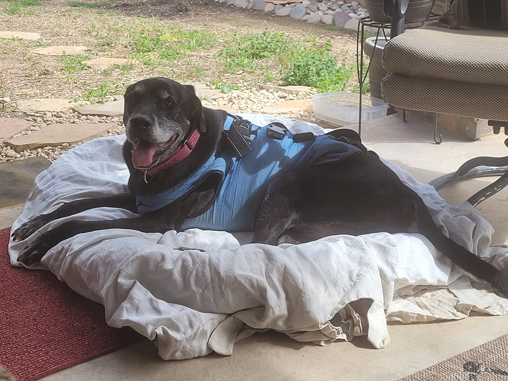 Coodeo Dog Lift Harness, Pet Support & Rehabilitation Sling Lift Adjustable Padded Breathable Straps for Old, Disabled, Joint Injuries, Arthritis, Loss of Stability Dogs Walk (Blue, L) customer photo 1