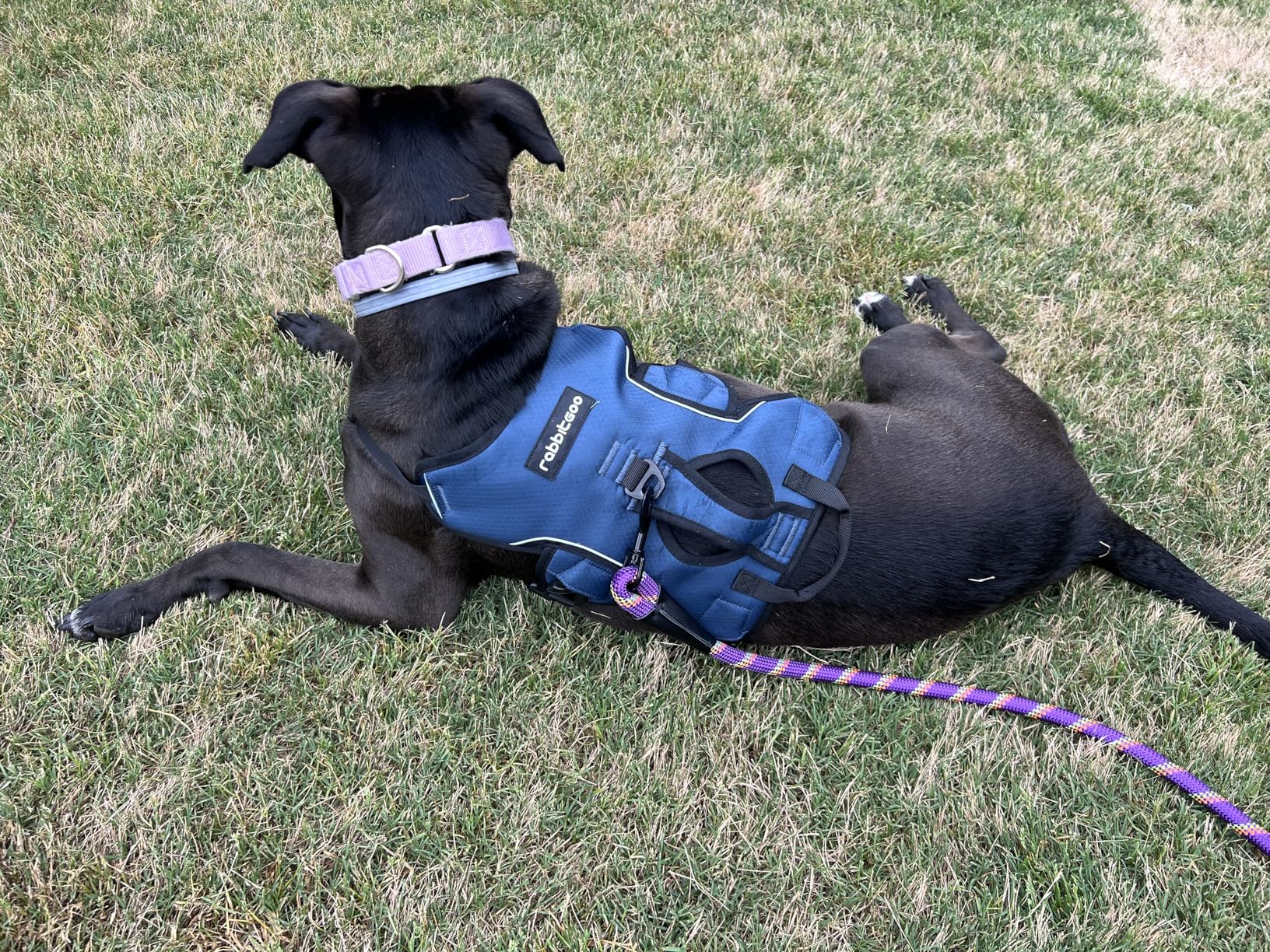 rabbitgoo Escape Proof Dog Harness, Soft Padded Full Body Pet Harness, Reflective Adjustable No Pull Vest with Lift Handle and Leash Clip for Large Dogs Walking Hiking Training, L, Black customer photo 1