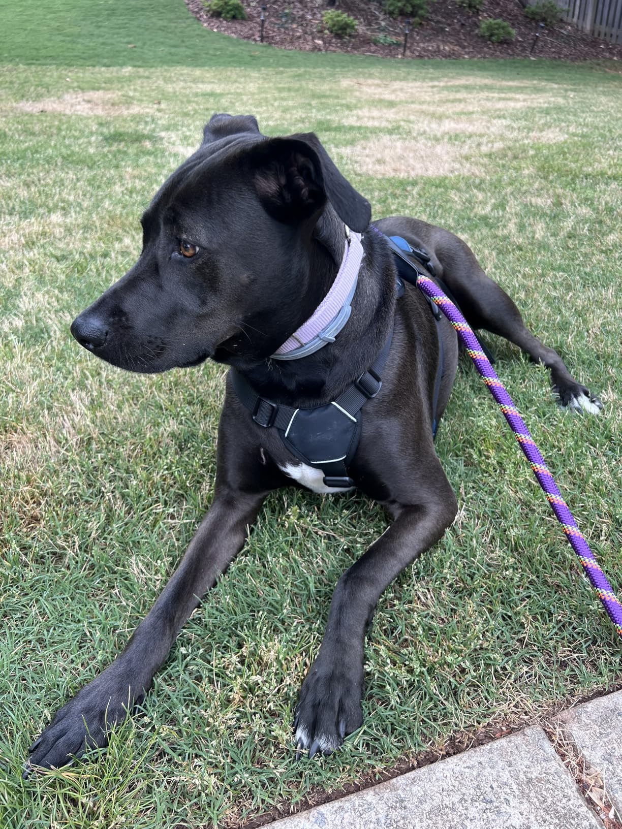 rabbitgoo Escape Proof Dog Harness, Soft Padded Full Body Pet Harness, Reflective Adjustable No Pull Vest with Lift Handle and Leash Clip for Large Dogs Walking Hiking Training, L, Black customer photo 2