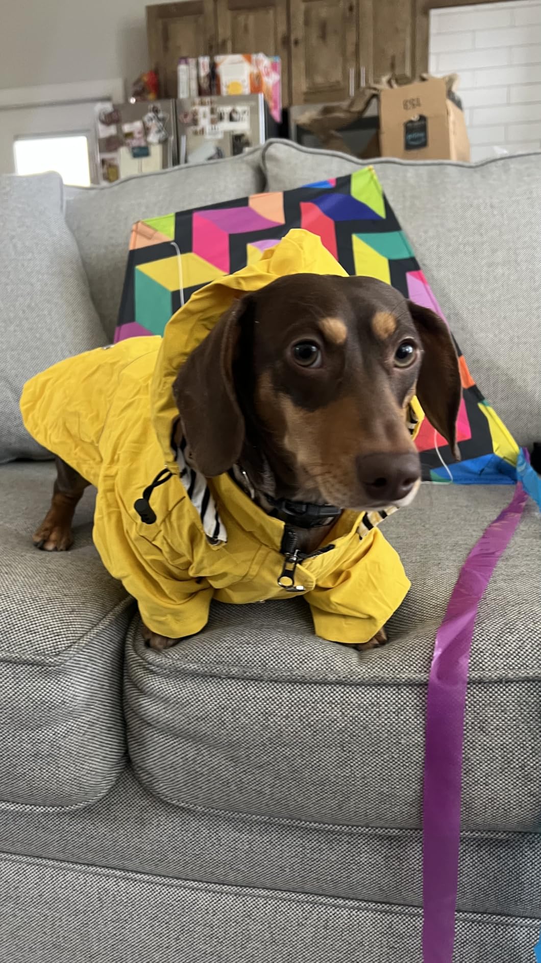 Morezi Dog Zip Up Raincoat with Reflective Buttons, Rain/Water Resistant, Adjustable Drawstring, Removable Hood, Raincoats with Legs 8lbs to 80lbs Available - Yellow - L customer photo 1