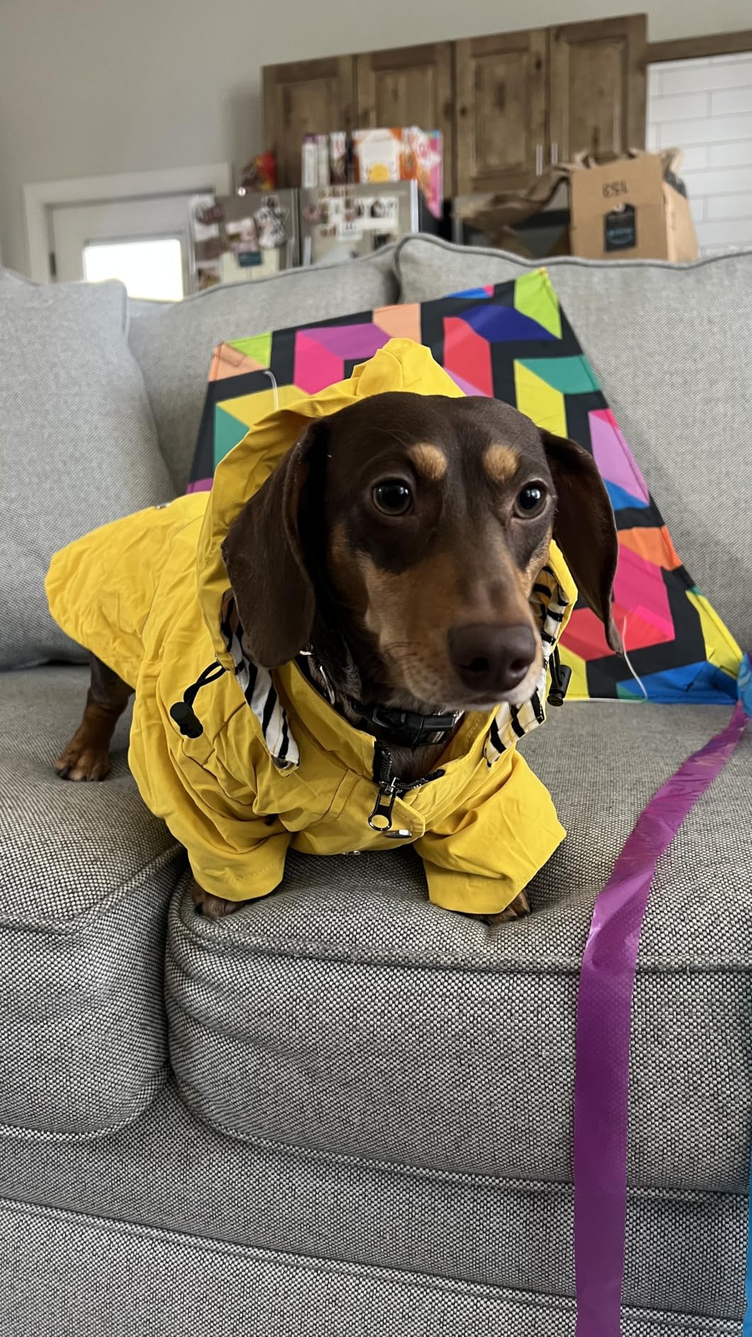 Morezi Dog Zip Up Raincoat with Reflective Buttons, Rain/Water Resistant, Adjustable Drawstring, Removable Hood, Raincoats with Legs 8lbs to 80lbs Available - Yellow - L customer photo 2