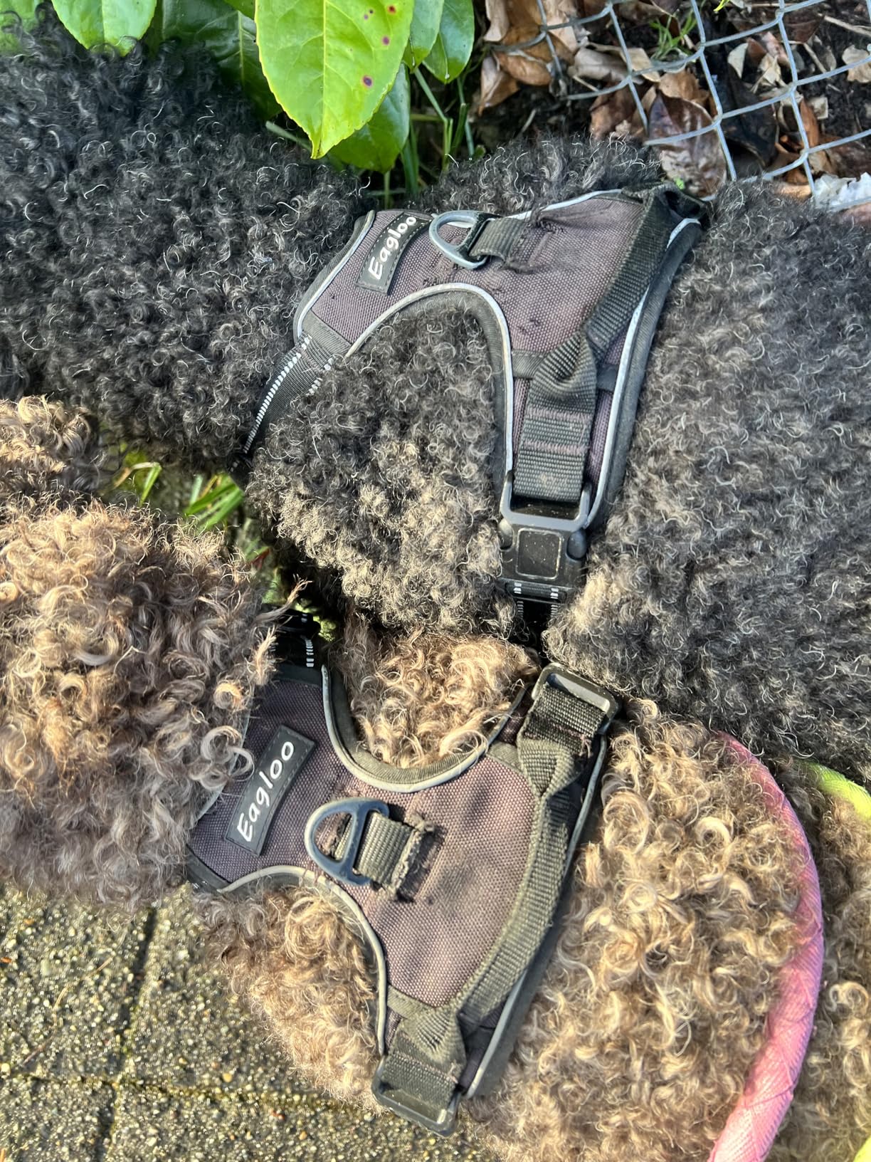 ICEFANG Tactical Dog Harness, X-Large Size, 2X Metal Buckle, Working Dog MOLLE Vest with Handle, No Pulling Front Leash Clip, Hook and Loop Panel customer photo 1