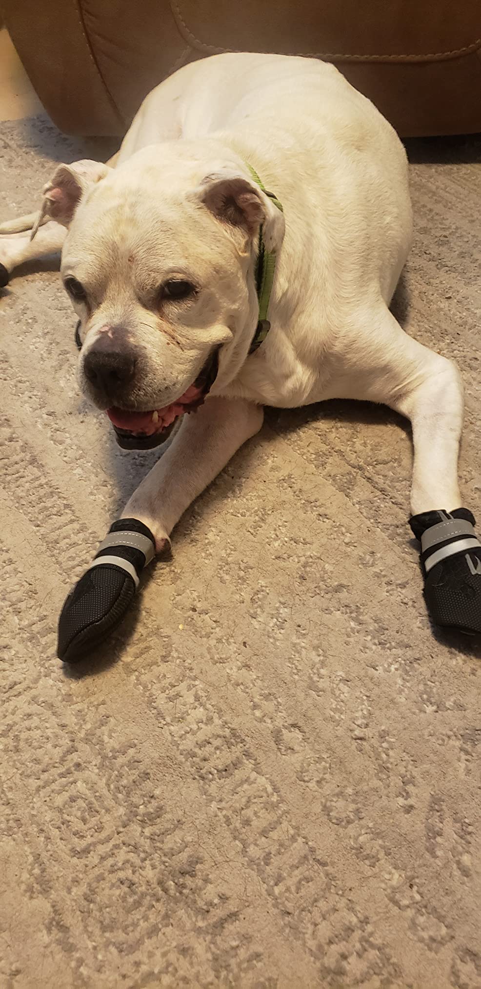 Dimicoo Breathable Dog Boots for Medium Large Dogs - Non-Slip Dog Shoes for Summer Hot Pavement, Lightweight Paw Protector Dog Booties customer photo 2